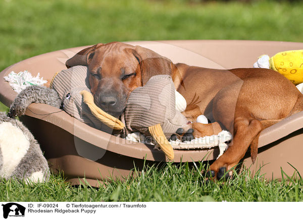 Rhodesian Ridgeback Welpe / Rhodesian Ridgeback Puppy / IF-09024