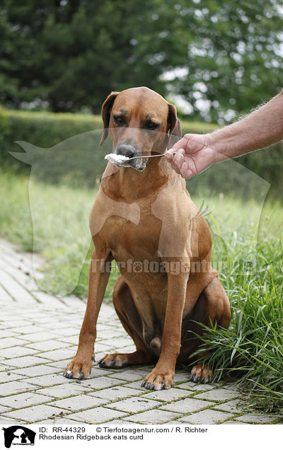 Rhodesian Ridgeback frisst Quark / Rhodesian Ridgeback eats curd / RR-44329