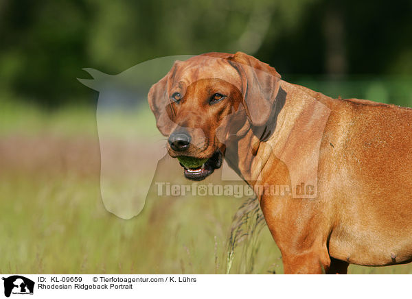 Rhodesian Ridgeback Portrait / Rhodesian Ridgeback Portrait / KL-09659