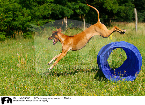 Rhodesian Ridgeback beim Agility / Rhodesian Ridgeback at Agility / KMI-03566