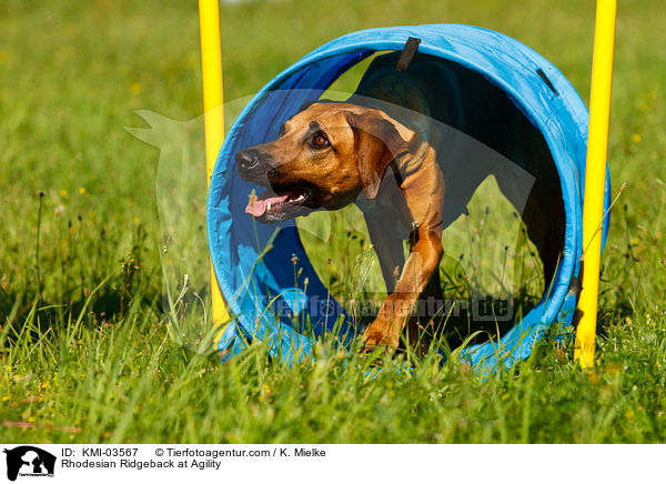 Rhodesian Ridgeback beim Agility / Rhodesian Ridgeback at Agility / KMI-03567