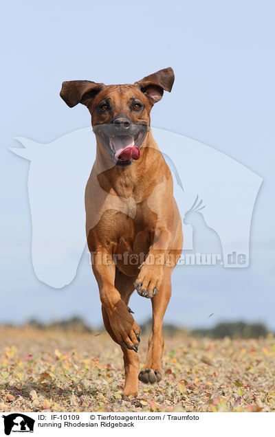 running Rhodesian Ridgeback / IF-10109