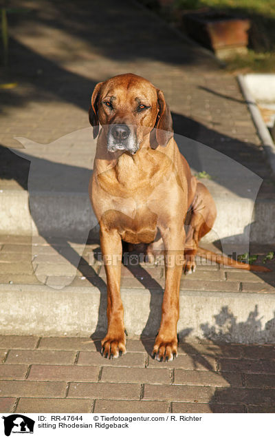 sitzender Rhodesian Ridgeback / sitting Rhodesian Ridgeback / RR-47644