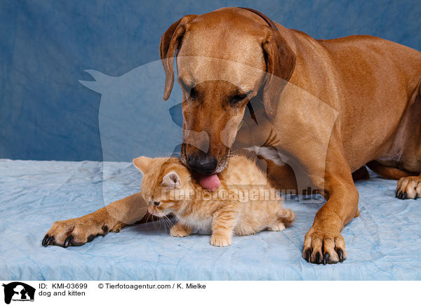 dog and kitten / KMI-03699