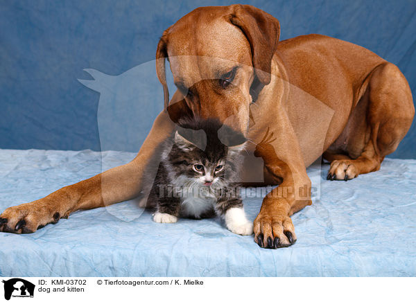 dog and kitten / KMI-03702