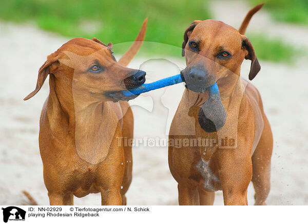 playing Rhodesian Ridgeback / NN-02929
