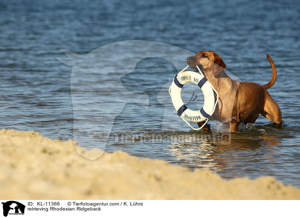 apportierender Rhodesian Ridgeback / retrieving Rhodesian Ridgeback / KL-11366
