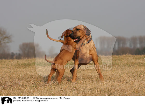 playing Rhodesian Ridgebacks / MB-01933