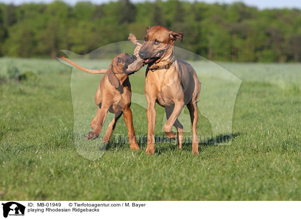 playing Rhodesian Ridgebacks / MB-01949