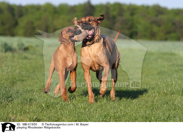 playing Rhodesian Ridgebacks / MB-01950