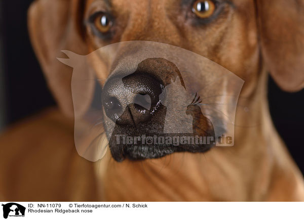 Rhodesian Ridgeback Nase / Rhodesian Ridgeback nose / NN-11079