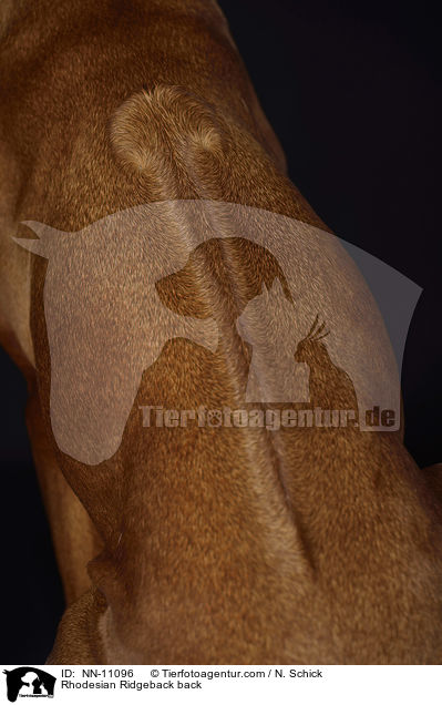 Rhodesian Ridgeback Rcken / Rhodesian Ridgeback back / NN-11096