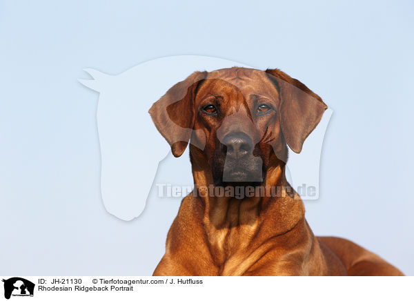 Rhodesian Ridgeback Portrait / JH-21130