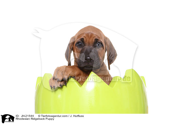Rhodesian Ridgeback Welpe / Rhodesian Ridgeback Puppy / JH-21544