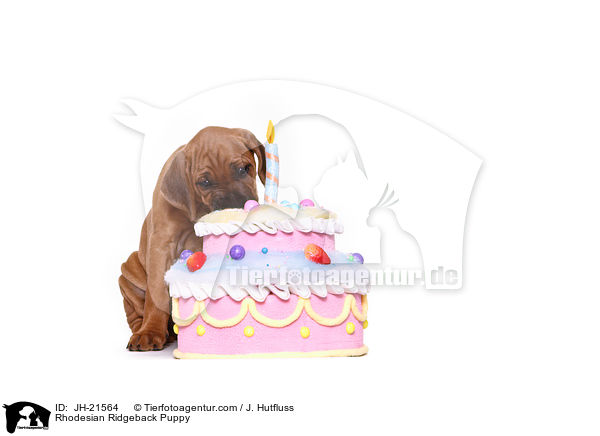 Rhodesian Ridgeback Welpe / Rhodesian Ridgeback Puppy / JH-21564