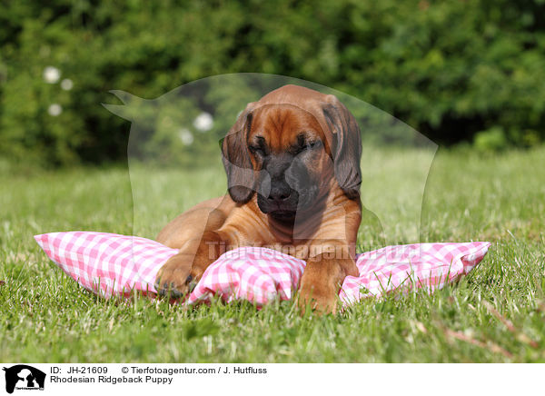 Rhodesian Ridgeback Welpe / Rhodesian Ridgeback Puppy / JH-21609