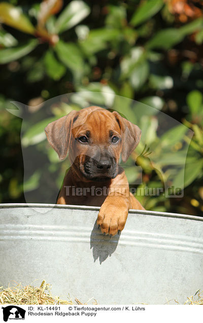 Rhodesian Ridgeback Welpe / Rhodesian Ridgeback Puppy / KL-14491