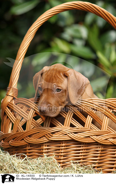 Rhodesian Ridgeback Welpe / Rhodesian Ridgeback Puppy / KL-14500