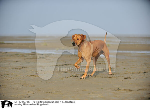 rennender Rhodesian Ridgeback / running Rhodesian Ridgeback / YJ-09755