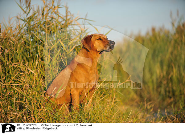 sitzender Rhodesian Ridgeback / sitting Rhodesian Ridgeback / YJ-09770