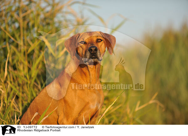 Rhodesian Ridgeback Portrait / Rhodesian Ridgeback Portrait / YJ-09772