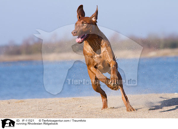 running Rhodesian Ridgeback / IF-11521
