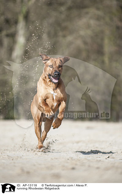 running Rhodesian Ridgeback / AP-13118