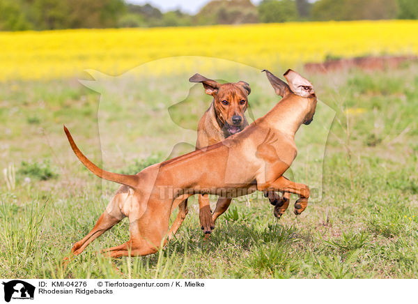 Rhodesian Ridgebacks / KMI-04276