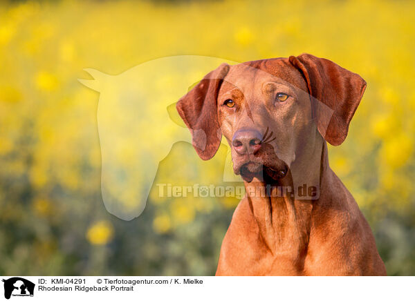 Rhodesian Ridgeback Portrait / KMI-04291