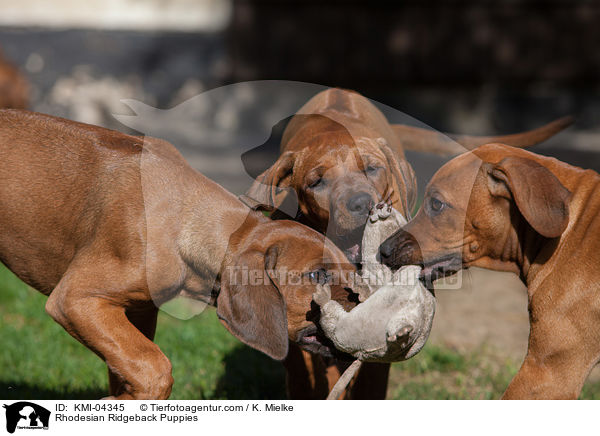 Rhodesian Ridgeback Puppies / KMI-04345