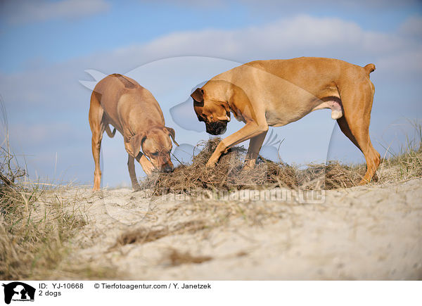 2 dogs / YJ-10668