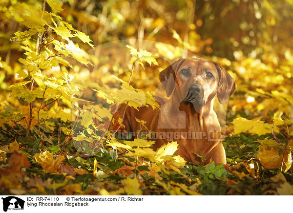 liegender Rhodesian Ridgeback / lying Rhodesian Ridgeback / RR-74110