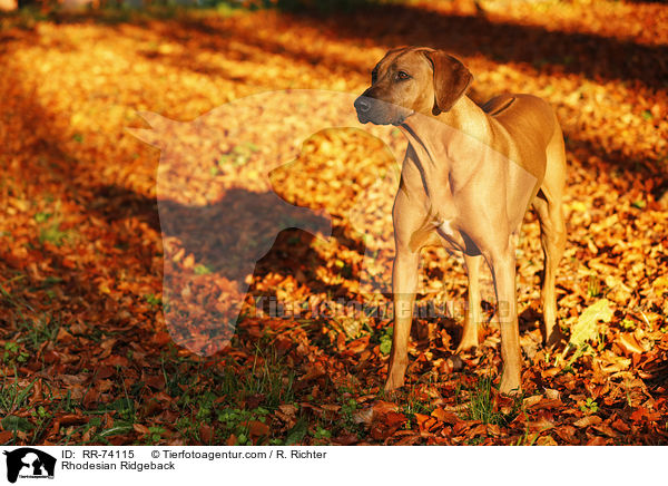 Rhodesian Ridgeback / Rhodesian Ridgeback / RR-74115
