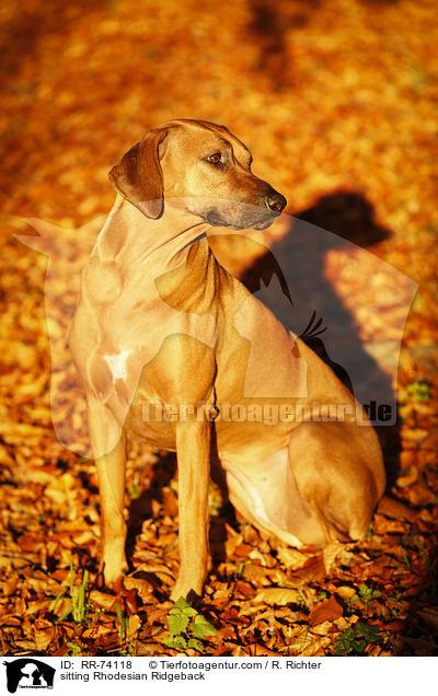 sitzender Rhodesian Ridgeback / sitting Rhodesian Ridgeback / RR-74118