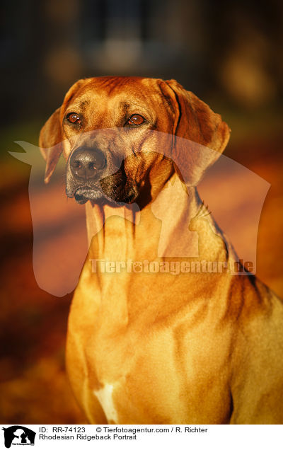 Rhodesian Ridgeback Portrait / Rhodesian Ridgeback Portrait / RR-74123