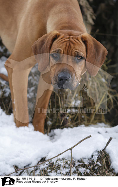 Rhodesian Ridgeback im Schnee / Rhodesian Ridgeback in snow / RR-77615