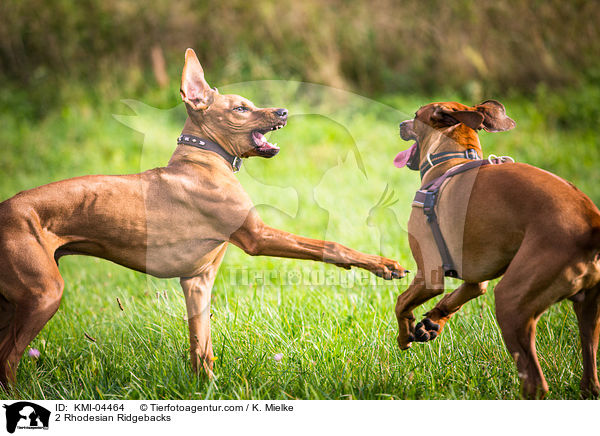 2 Rhodesian Ridgebacks / 2 Rhodesian Ridgebacks / KMI-04464
