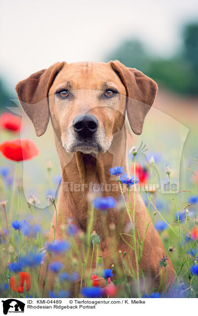 Rhodesian Ridgeback Portrait / KMI-04489
