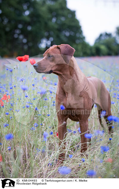Rhodesian Ridgeback / Rhodesian Ridgeback / KMI-04493