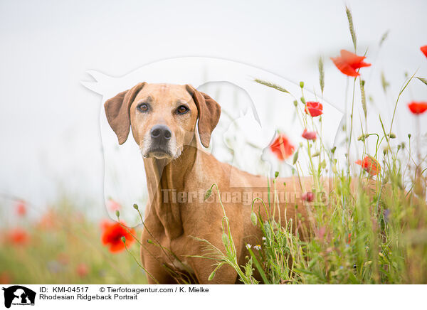 Rhodesian Ridgeback Portrait / Rhodesian Ridgeback Portrait / KMI-04517