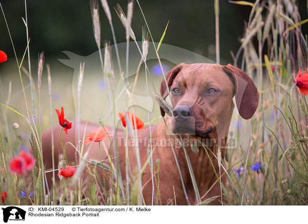 Rhodesian Ridgeback Portrait / Rhodesian Ridgeback Portrait / KMI-04529