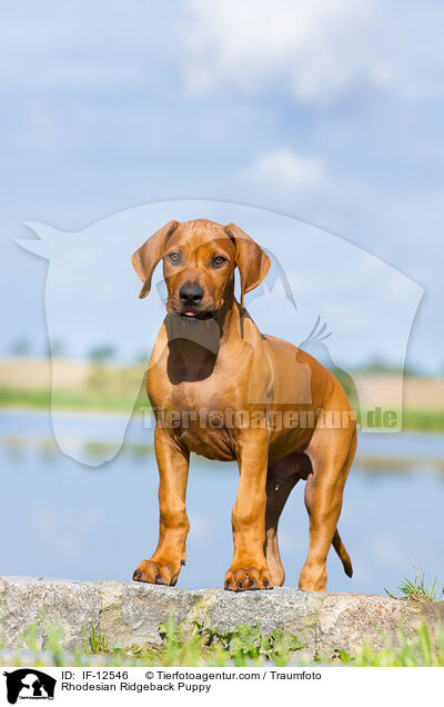 Rhodesian Ridgeback Puppy / IF-12546