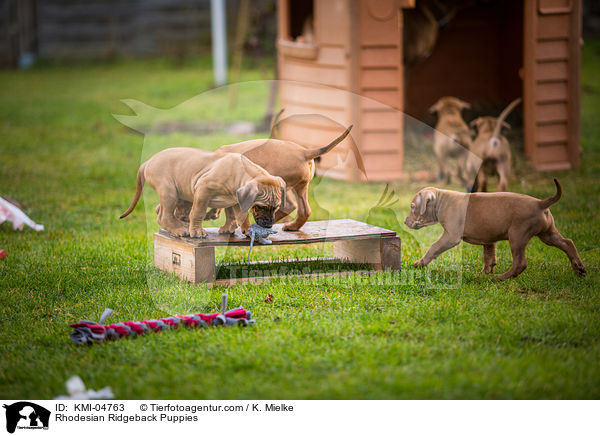 Rhodesian Ridgeback Welpen / Rhodesian Ridgeback Puppies / KMI-04763