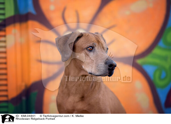 Rhodesian Ridgeback Portrait / Rhodesian Ridgeback Portrait / KMI-04841