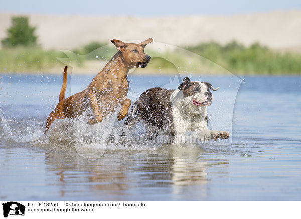 Hunde rennen durchs Wasser / dogs runs through the water / IF-13250