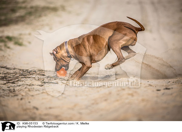 spielender Rhodesian Ridgeback / playing Rhodesian Ridgeback / KMI-05153