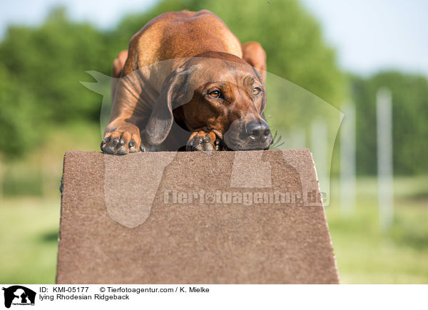 liegender Rhodesian Ridgeback / lying Rhodesian Ridgeback / KMI-05177