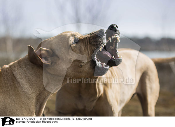 playing Rhodesian Ridgebacks / SK-01026