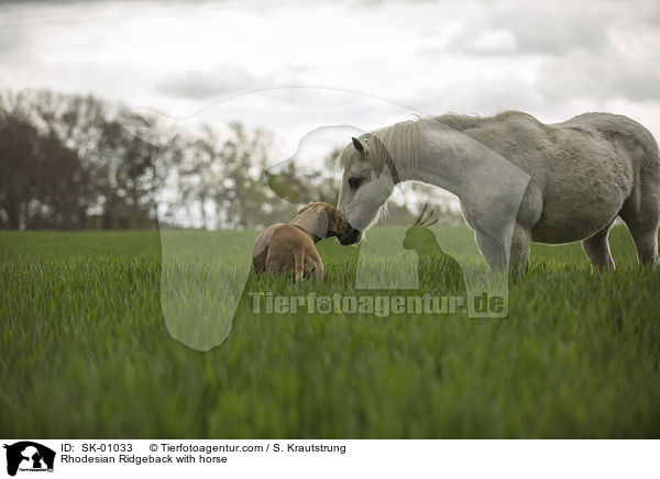 Rhodesian Ridgeback with horse / SK-01033