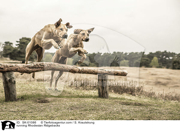 rennende Rhodesian Ridgebacks / running Rhodesian Ridgebacks / SK-01086